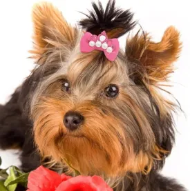 20 Pcs Pet Crown Decoration, Pet Hair Bows