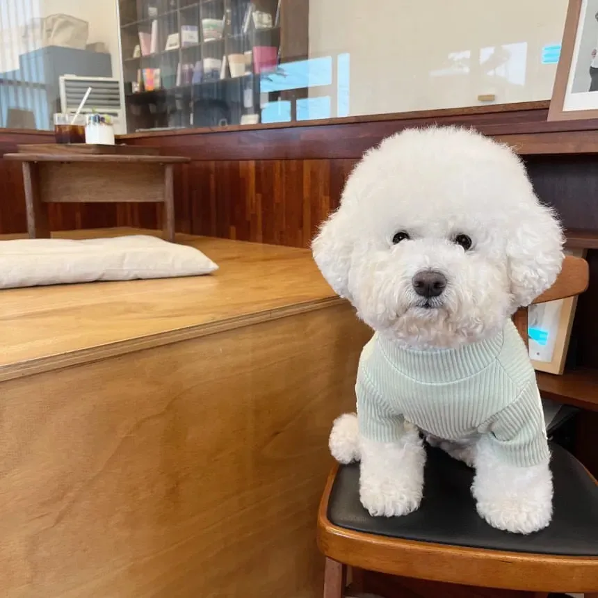 Dress Your Pup in Winter Elegance: Fashion Pet Dog Bottoming Shirt - Keep Your Furry Friend Cozy and Stylish with Teddy Warm Two-Legged Clothing! 🐾❄️