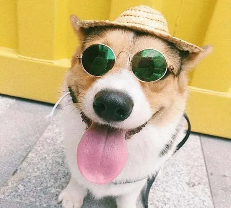 Vintage Round Pet Sunglasses
