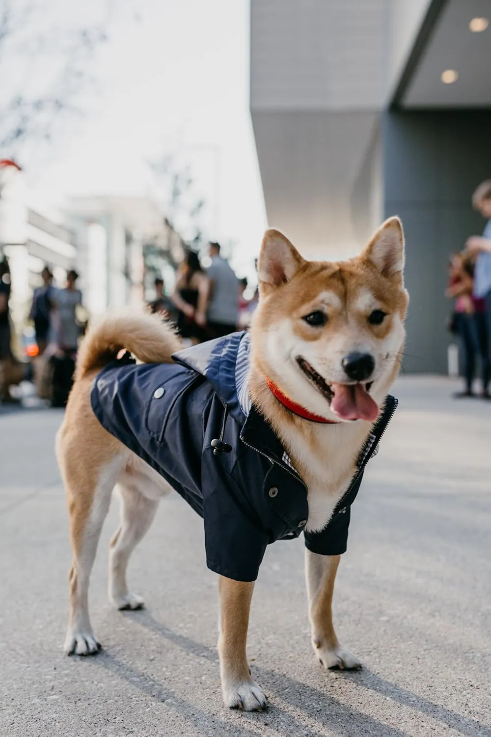Zip Up Dog Raincoats with Reflective Buttons, Pockets, Rain/Water Resistant, Adjustable Drawstring, & Removable Hood - XXS to XXL - Stylish Premium Dog Raincoats (Navy, X-Small)