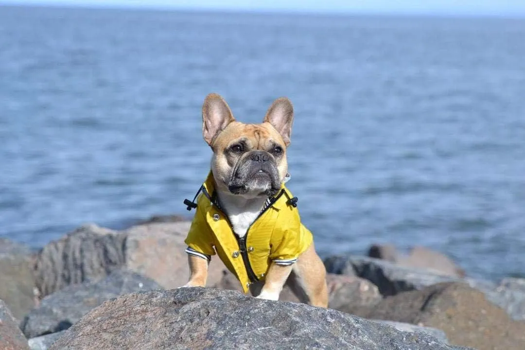 Zip Up Dog Raincoats with Reflective Buttons, Pockets, Rain/Water Resistant, Adjustable Drawstring, & Removable Hood - XXS to XXL - Stylish Premium Dog Raincoats (Yellow, Large)